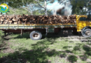 Motorista é detido por transporte ilegal de madeira nativa na região sul da Bahia